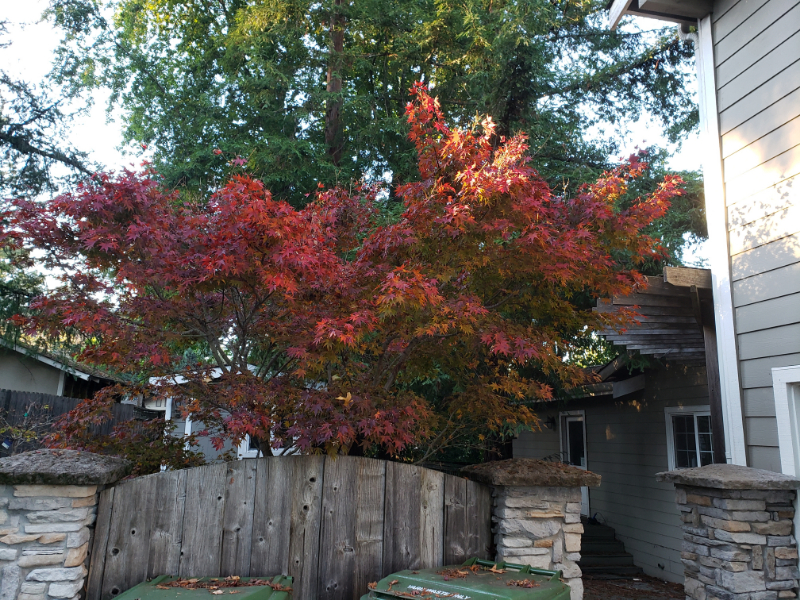 21670 Woolaroc Drive Los Gatos, CA 95033
