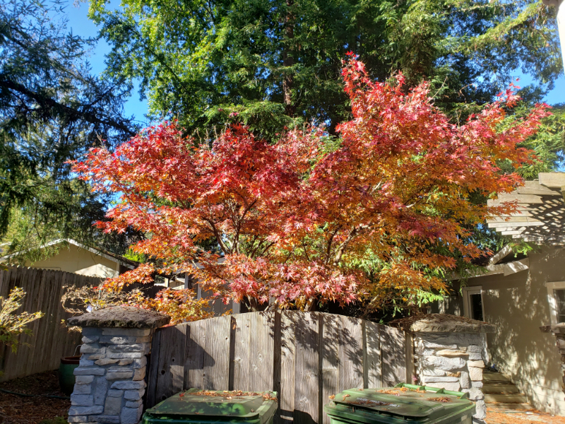 21670 Woolaroc Drive Los Gatos, CA 95033